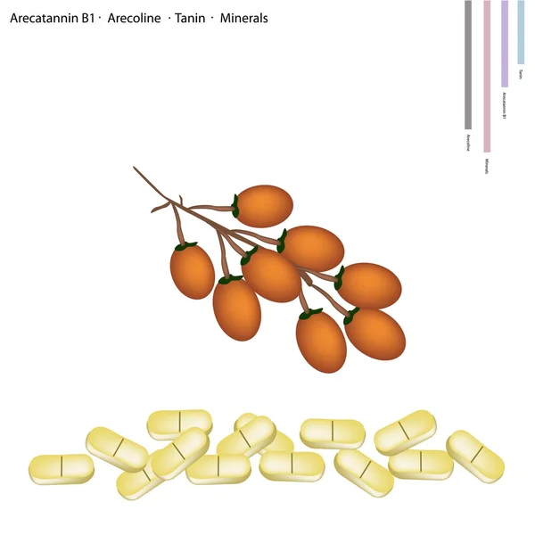 Arecatannin b1, arecoline ve tanin Areca somun — Stok Vektör