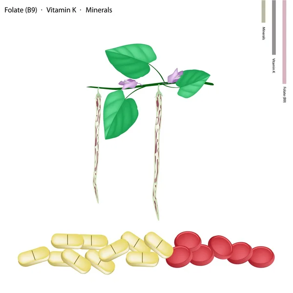 Centrosema Pubescens Fagiolo con Vitamina B9 e K — Vettoriale Stock