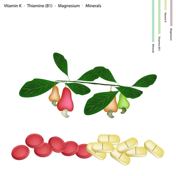 K vitamini, b1 ve magnezyum ile kaşu somun — Stok Vektör