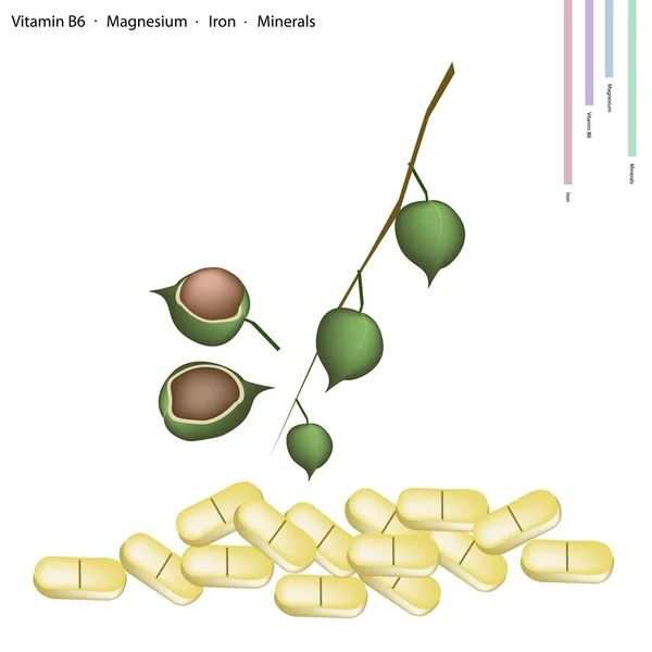 Macadamia con Vitamina B6, Magnesio e Ferro — Vettoriale Stock