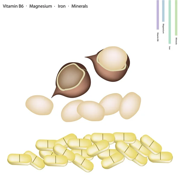 Macadamia noten met vitamine b6, magnesium en ijzer — Stockvector