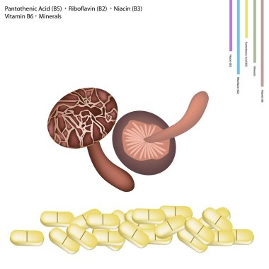 Shiitake mantar B5 vitamini, B2, B3 ve B6