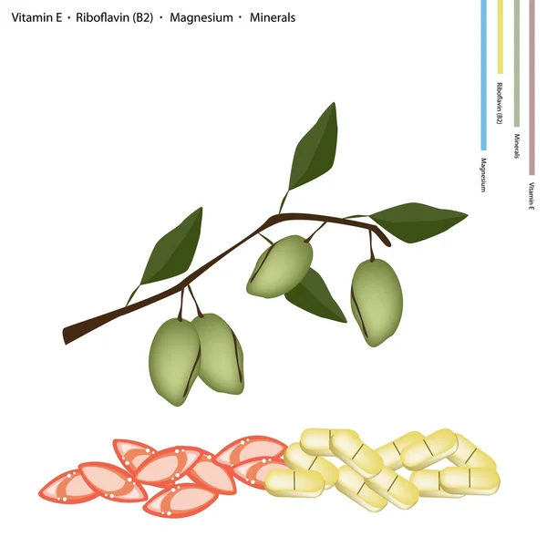 Frutas de almendras con Vitamina E, Riboflavina y Minerales — Vector de stock