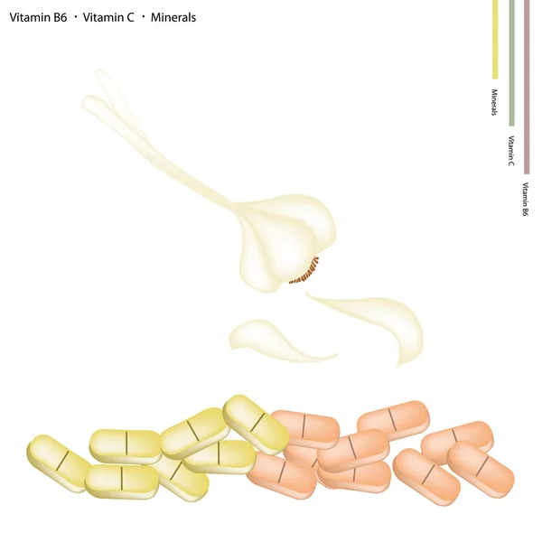 Ampoules à l'ail avec vitamine B6, C et minéraux — Image vectorielle