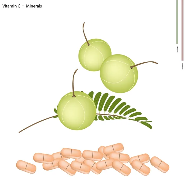 Groseille à maquereau indienne fraîche avec vitamine C et minéraux — Image vectorielle