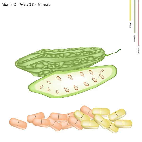 Bitter Gourd with Vitamin C, B9 and Minerals — Stockvector