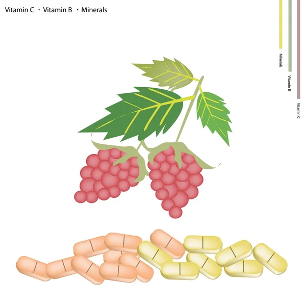 Lamponi con vitamina K, B e minerali — Vettoriale Stock