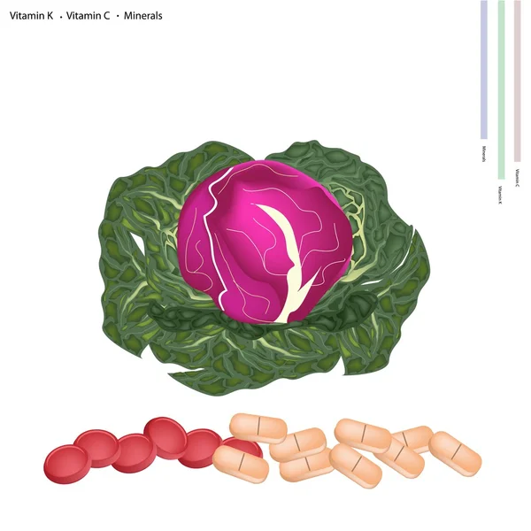 Fresh Red Cabbage with Vitamin K and Vitamin C — Stockový vektor