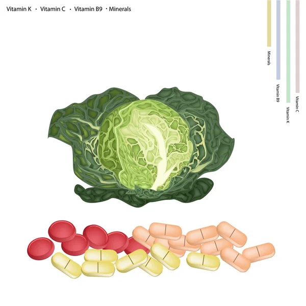 Fresh Savoy Cabbage with Vitamin K, C and B9 — Stok Vektör