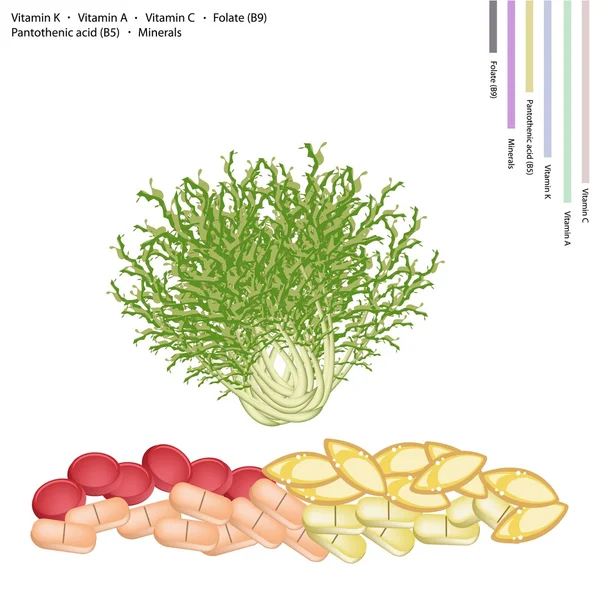 Chicória fresca com vitamina K, A, C e B — Vetor de Stock