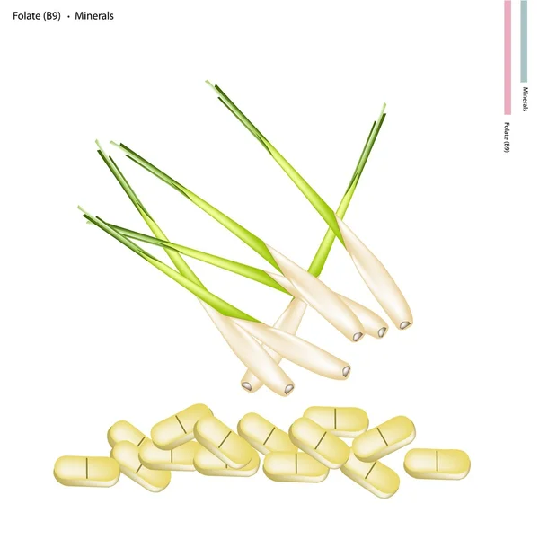 Fresh Lemon Grass with Vitamin B9 and Minerals — 스톡 벡터