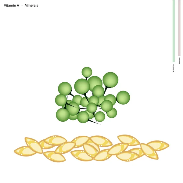 Baies de dinde à la vitamine A et minéraux — Image vectorielle