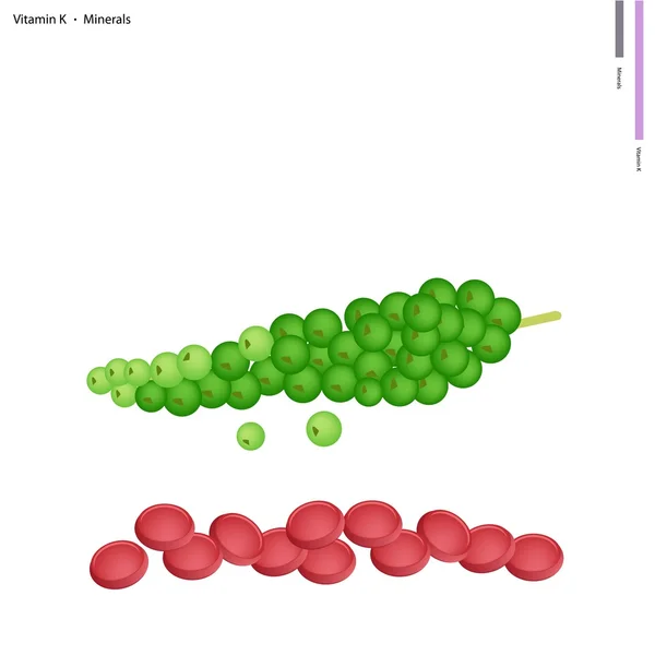 Maïs de poivre vert à la vitamine K et minéraux — Image vectorielle