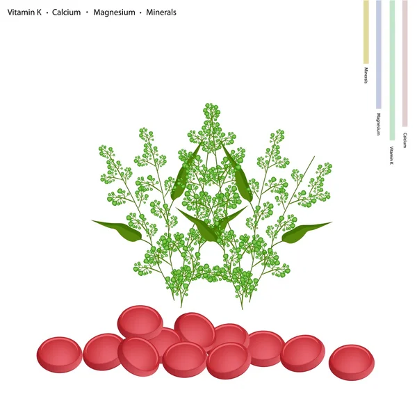 Neem fresco con vitamina K, calcio e magnesio — Vettoriale Stock