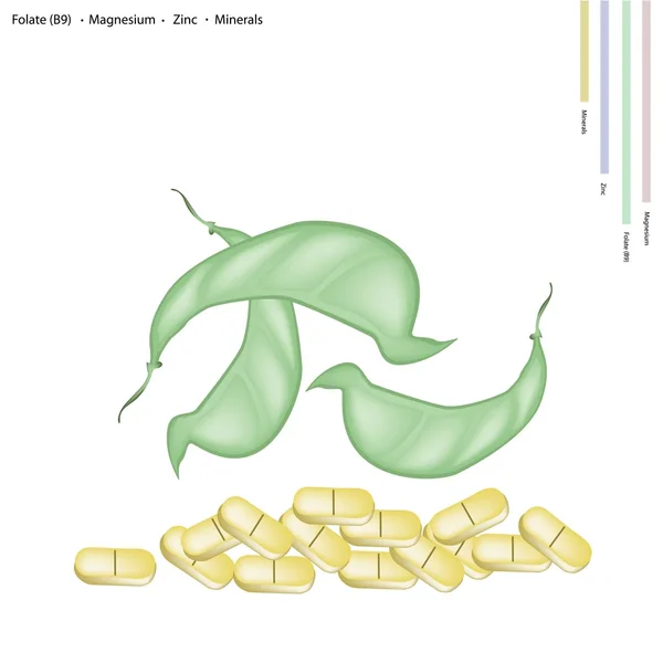 Frisches Dolichos-Labor mit Vitamin B9, Magnesium und Zink — Stockvektor