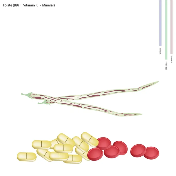 Centrosema Pubescens gousses avec de la vitamine B9 et K — Image vectorielle