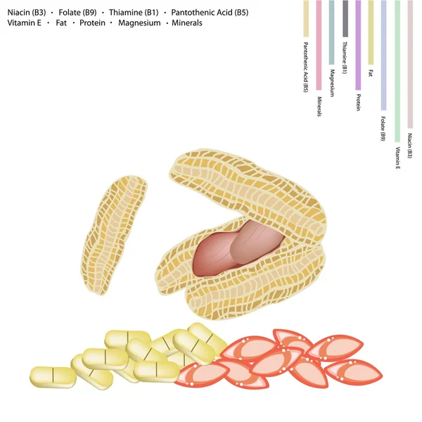 Cacahuetes con Vitamina B3, B9, B1, B5 y E — Archivo Imágenes Vectoriales