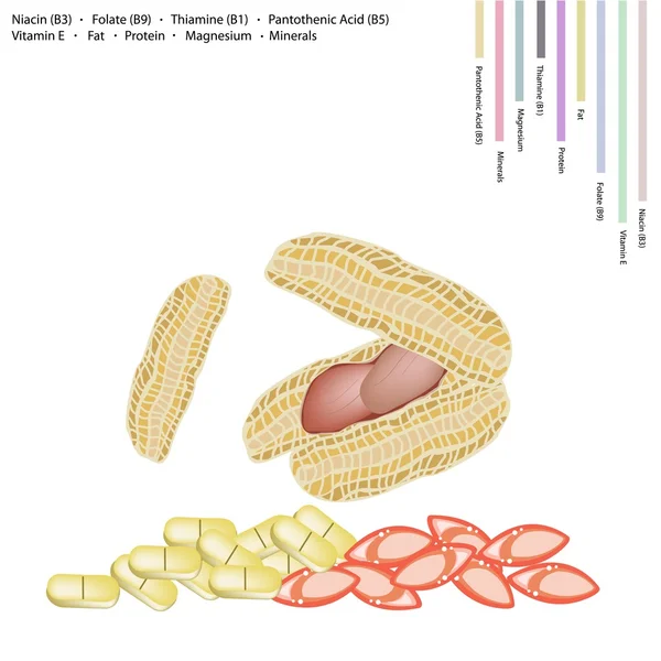 Cacahuetes con Vitamina B3, B9, B1, B5 y E — Vector de stock