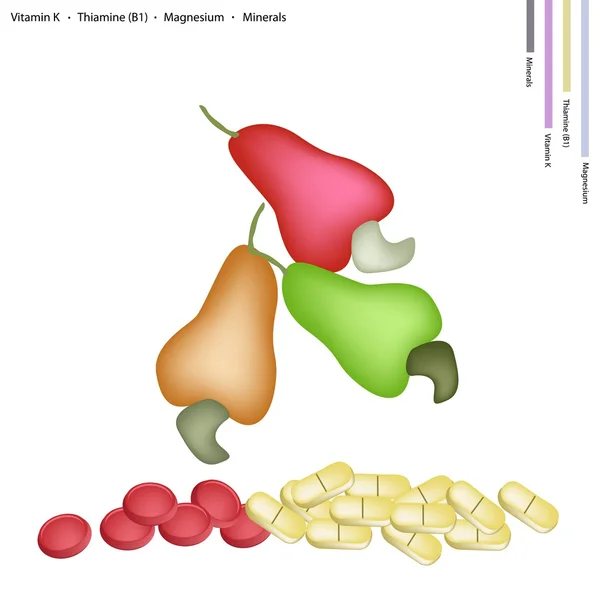 Noix de cajou fraîche avec vitamine K, B1 et magnésium — Image vectorielle