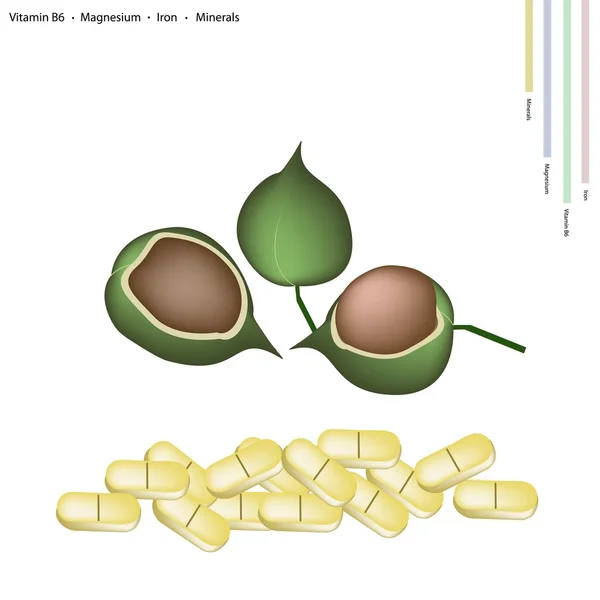 Macadamia con Vitamina B6, Magnesio y Hierro — Vector de stock