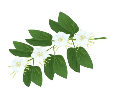Snowy Orchid Flowers on A White Background