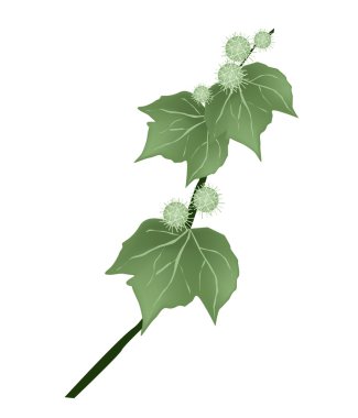 Urena Lobata Fruit and Leaves on A  Tree