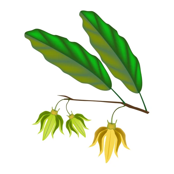 Hermosas flores de Ylang Ylang sobre fondo blanco — Vector de stock