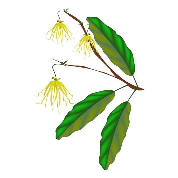 Thai Ylang Ylang Fleurs sur fond blanc — Image vectorielle