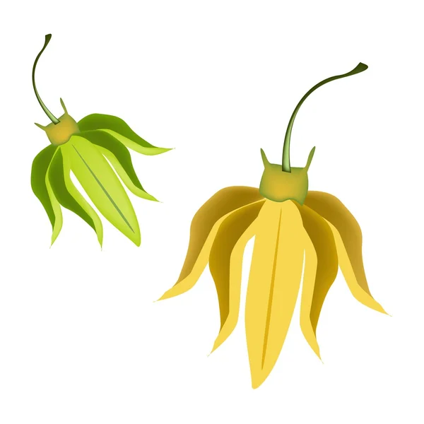 Amarillo Ylang Ylang Flores sobre fondo blanco — Archivo Imágenes Vectoriales