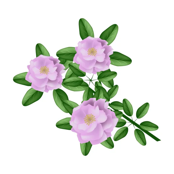 Rosa damascena rosa su sfondo bianco — Vettoriale Stock