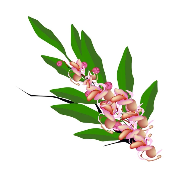 Pink Cassia Fistula Flower on White Background — Wektor stockowy