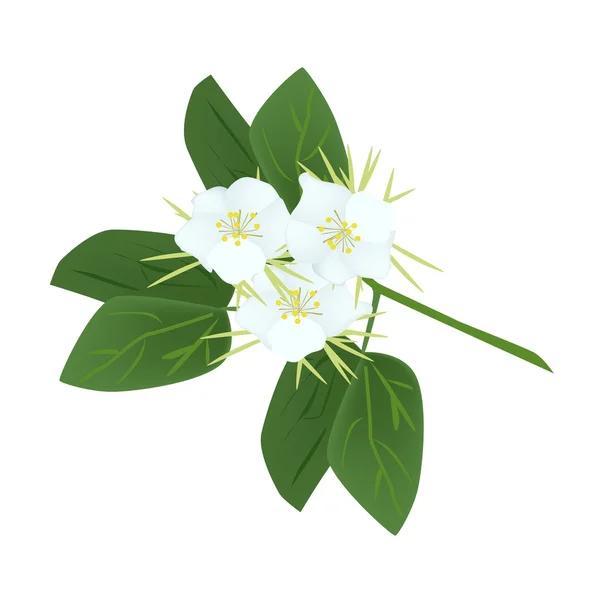 Snowy Orchid Flowers or Bauhinia Acuminata Flowers — 图库矢量图片