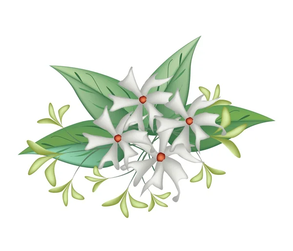 Beautiful Night Blooming Jasmine on White Background — Stock vektor