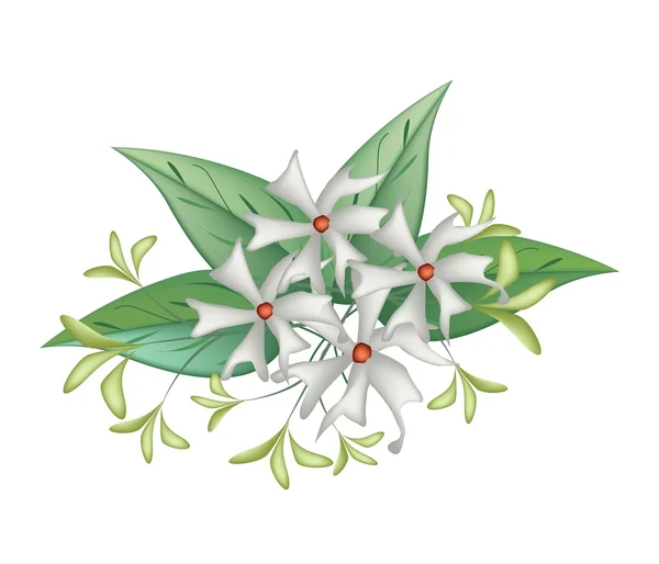 Beautiful Night Blooming Jasmine on White Background — 图库矢量图片