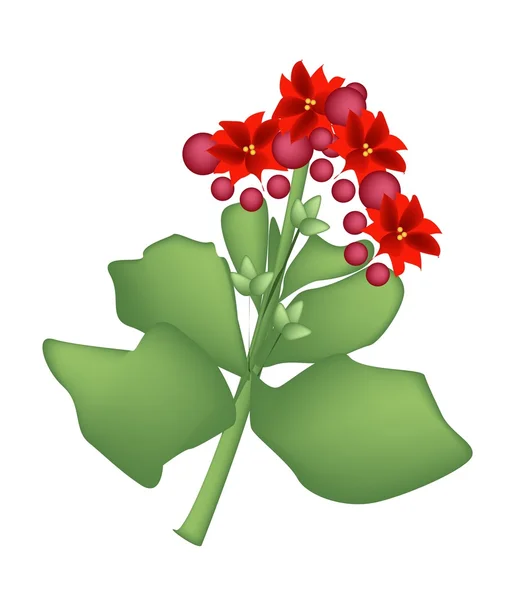 Red Kalanchoe Blossfeldiana o Flaming Katy Flower — Vector de stock