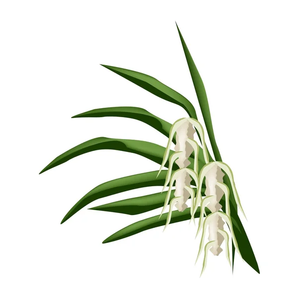 Screw Pine Flowers on A White Background — Stock vektor