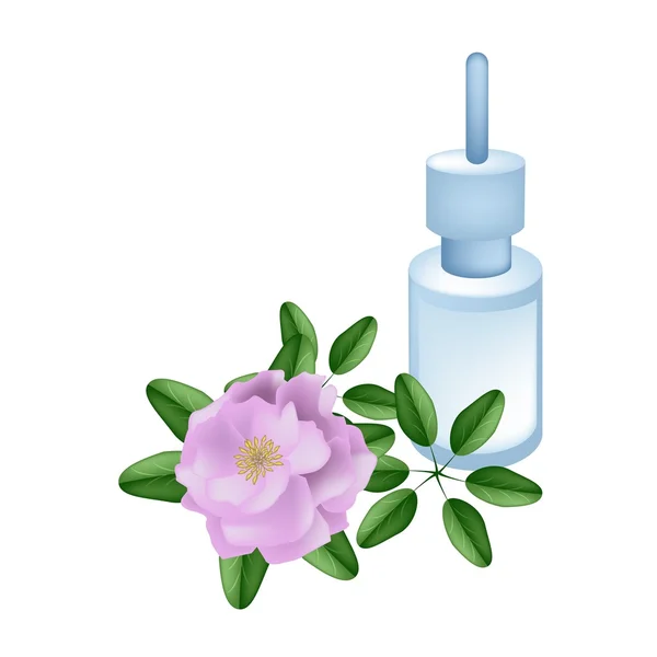 Aceite esencial con hermosa rosa Damasco Rose — Vector de stock