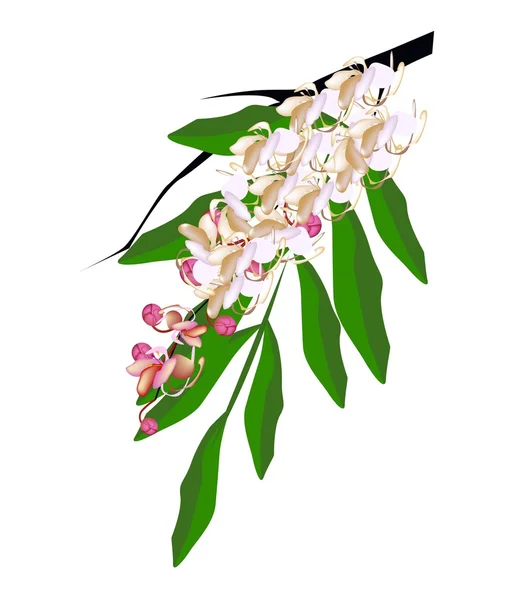 Гібрид квітки Касси Фістули ізольовані на білому тлі — стоковий вектор