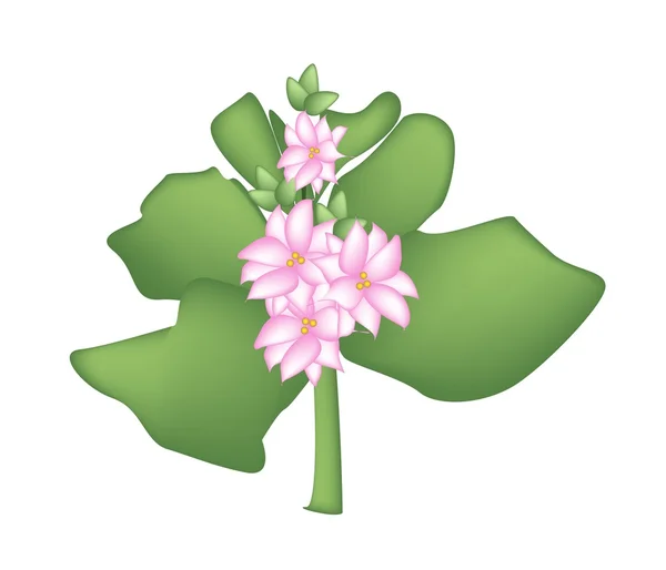 Kalanchoe pourpre Blossfeldiana ou Fleur flamboyante Katy — Image vectorielle