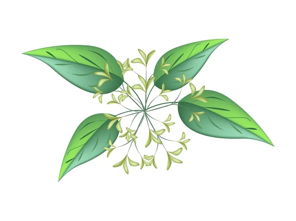 Bunch of Night Blooming Jasmine on A White Background — стоковий вектор