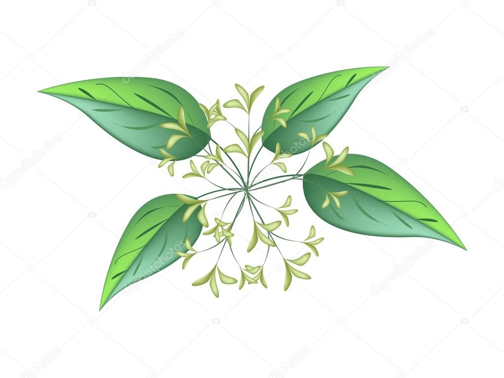 Bunch of Night Blooming Jasmine on A White Background