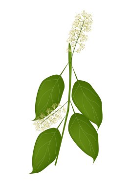 Güzel beyaz Combretum çiçek ya da Combretum Latifolium çiçek