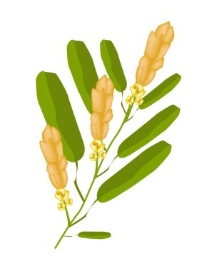 Sarı mantar hastalığı Bush çiçek veya Senna Alata çiçek