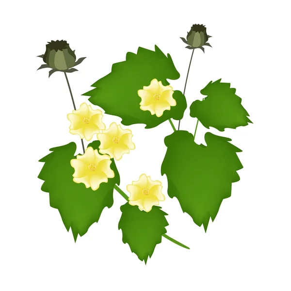 Abutilon Indicum Flower or Indian Mallow Flower — Stock Vector