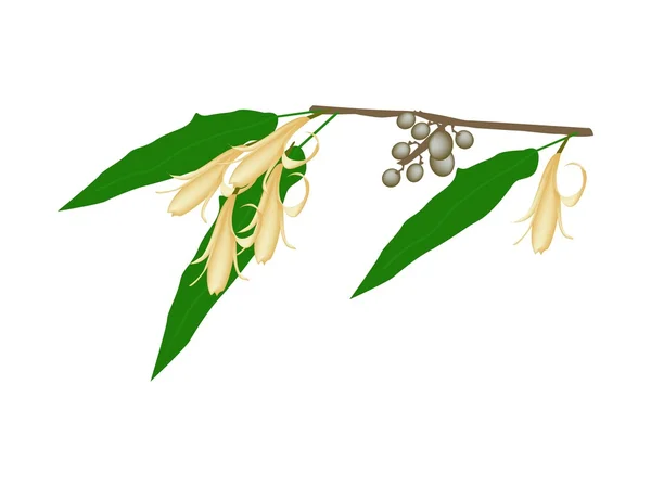 Gelbe Michelia alba oder Michelia champaca auf weißem Hintergrund — Stockvektor