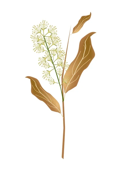 Witte Combretum bloem of Combretum watereppe bloem — Stockvector