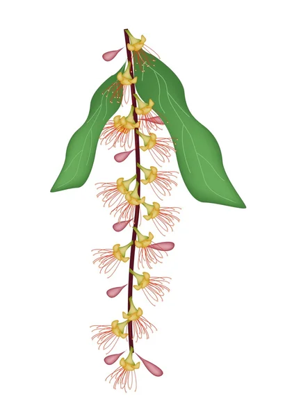 Flor de roble indio o flor de agutangula Barringtonai — Vector de stock