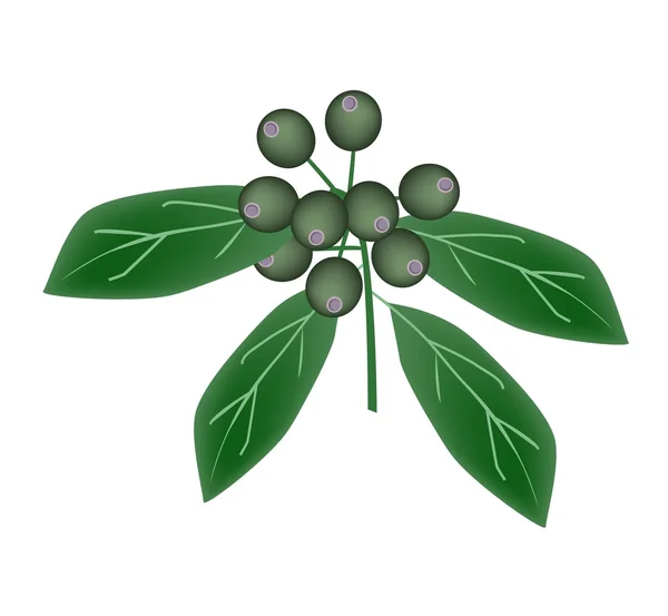 Rubiaceae ovoce nebo Ixora ovoce na stromě — Stockový vektor