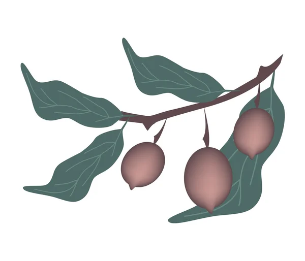 龙脑香科水果或娑罗梨果实在树上 — 图库矢量图片