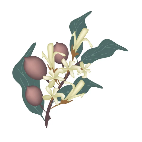 Gele Dipterocarpaceae bloem of Shorea Roxburghii bloem — Stockvector